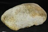 Large, Fossil Whale Ear Bone - Miocene #130240-1